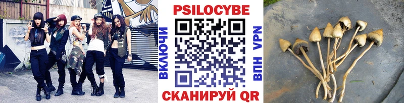 Галлюциногенные грибы Psilocybe  blacksprut зеркало  Вихоревка 